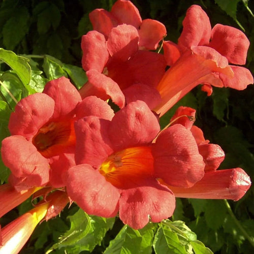 Campsis Grandiflora Grenadine - Bignone - Volume 3L / 40-60cm