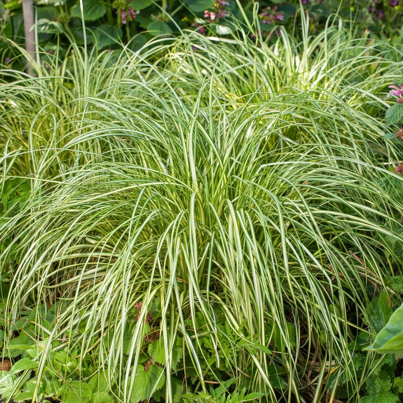 Carex Oshimensis Moon Falls - Laîche du Japon Moon Falls - Volume 3L / 15-20cm