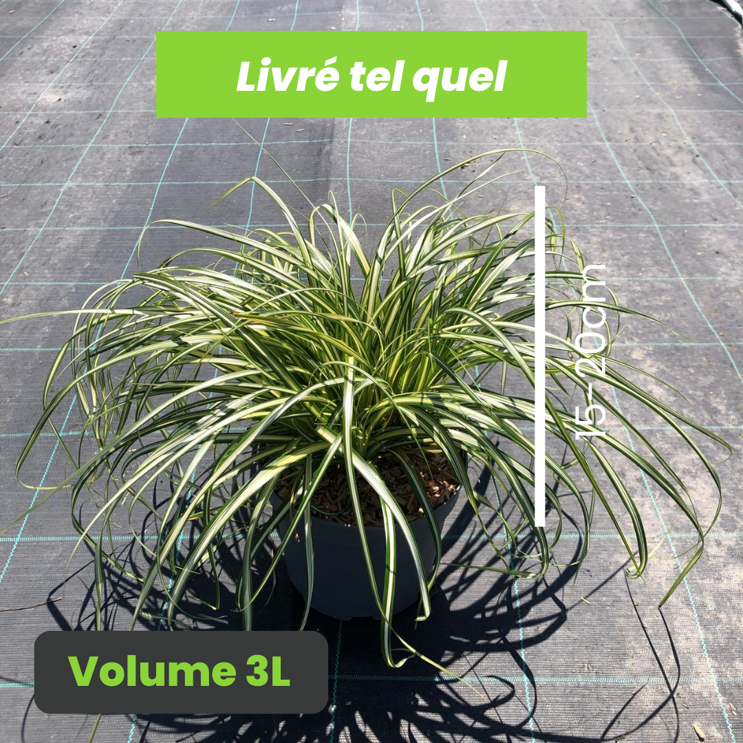 Carex Oshimensis Moon Falls - Laîche du Japon Moon Falls - Volume 3L / 15-20cm