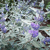 Caryopteris x Clandonensis Sterling Silver - Spirée Bleue