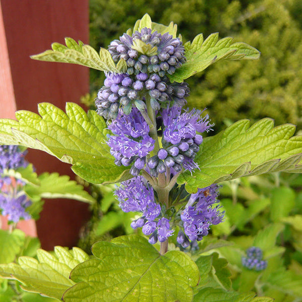Caryopteris x Clandonensis Hint of Gold - Barbe Bleue Hint of Gold - Volume 3L / 30-40cm