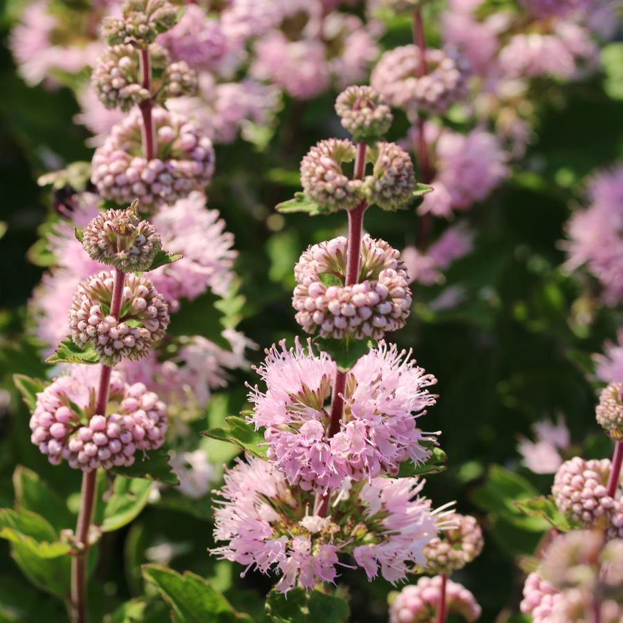 Caryopteris x Clandonensis Pavilion Pink - Spirée bleue - Volume 3L / 20-30cm
