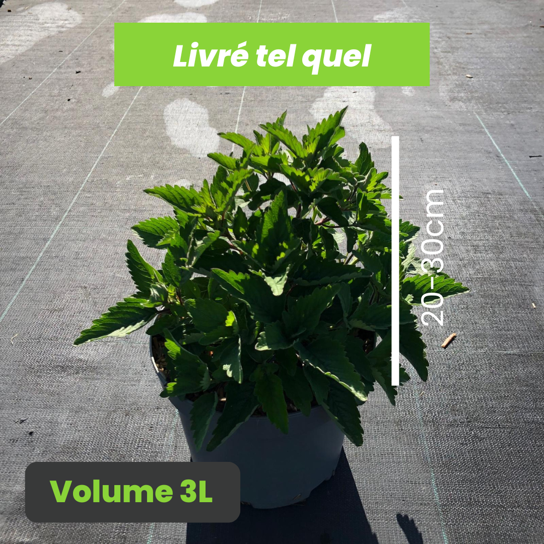 Caryopteris x Clandonensis Pavilion Pink - Spirée bleue - Volume 3L / 20-30cm