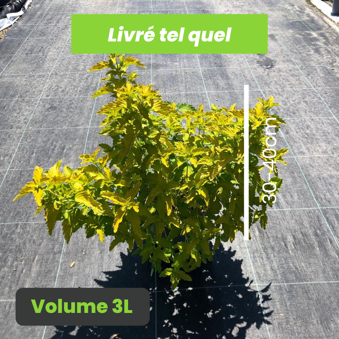Caryopteris x Clandonensis Hint of Gold - Barbe Bleue Hint of Gold - Volume 3L / 30-40cm