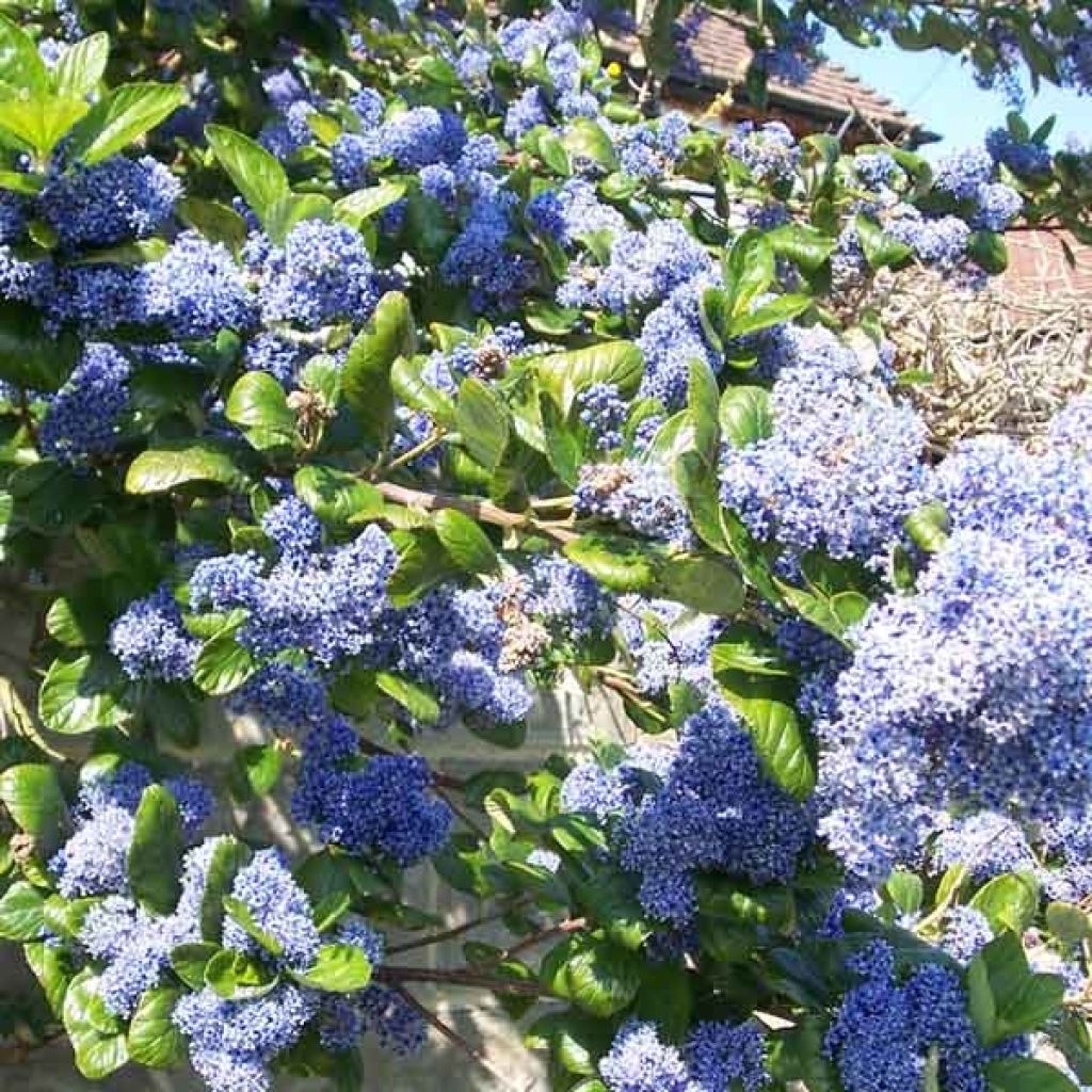 Ceanothus Arboreus Trewithen Blue