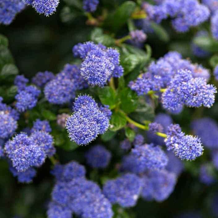 Ceanothus Autumnal Blue - Lilas de Californie - Volume 3L / 30-40cm