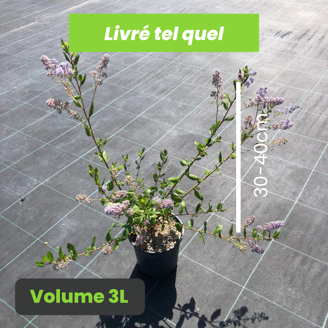 Ceanothus Autumnal Blue - Lilas de Californie - Volume 3L / 30-40cm