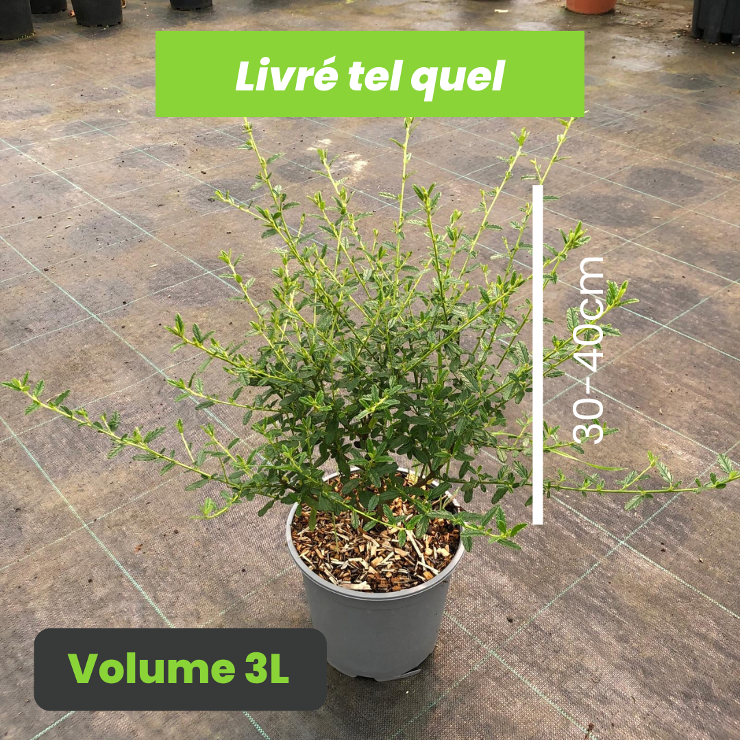 Ceanothus Concha - Lilas de Californie Concha - VOlume 3L / 30-40cm