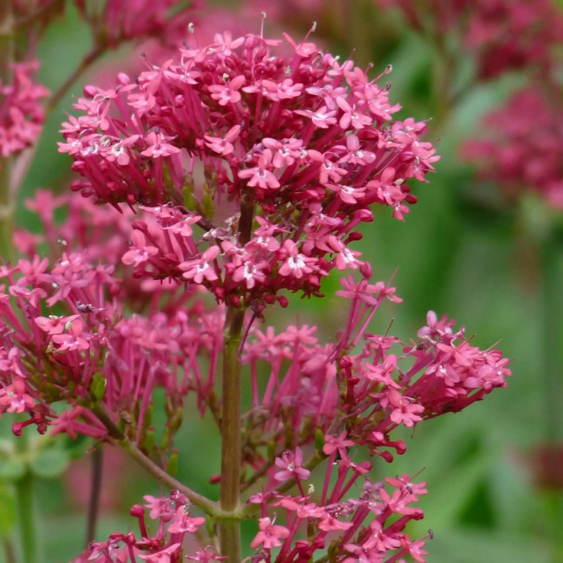 Centranthus ruber Coccineus - Valériane rouge - Volume 3L / 20-30cm