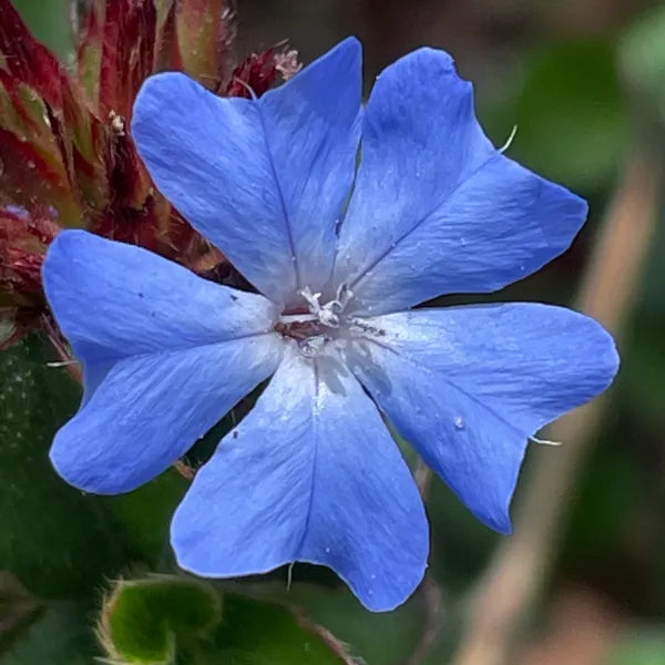 Ceratostigma Griffithii - Plumbago du Tibet - Volume 3L / 20-30cm