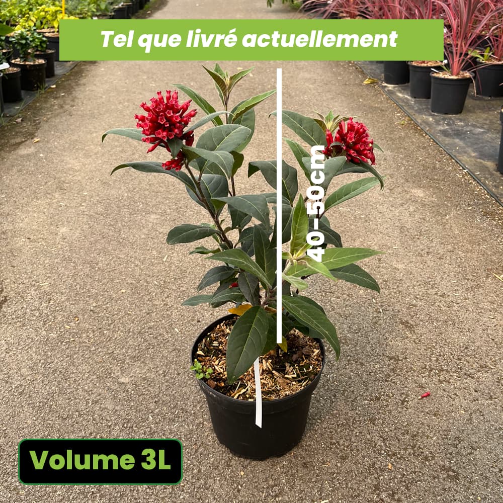 Cestrum Fasciculatum Newellii - Cestreau Rouge du Mexique - Volume 3L / 40-50cm
