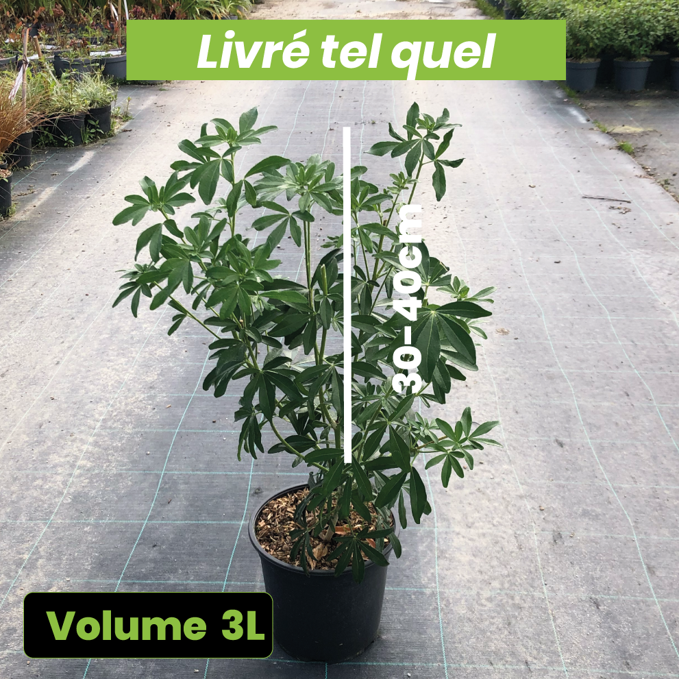 Choisya Ternata 'Greenfingers' - Oranger du Mexique - Volume 3L / 30-40cm