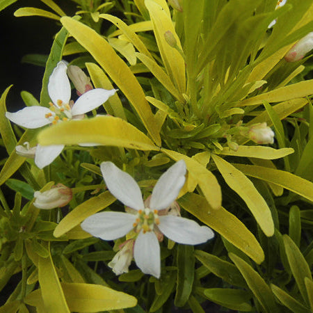 Choisya Ternata Aztec Gold - Volume 3L / 30-50cm