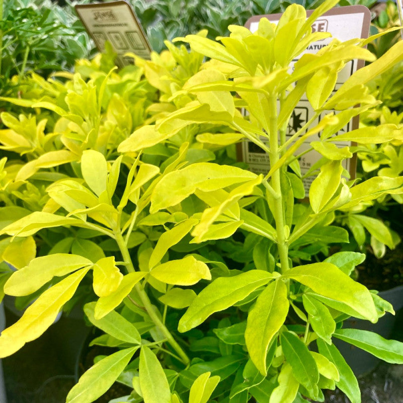 Choisya Ternata Moonglow - Volume 3L / 30-50cm