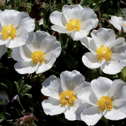 Cistus Salviifolius - Ciste à Feuilles de Sauge - Volume 3L / 30-40cm