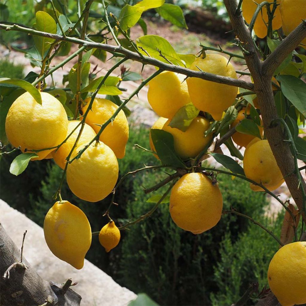 Citrus Limon - Citronnier des 4 saisons - Volume 4L / 30-40cm