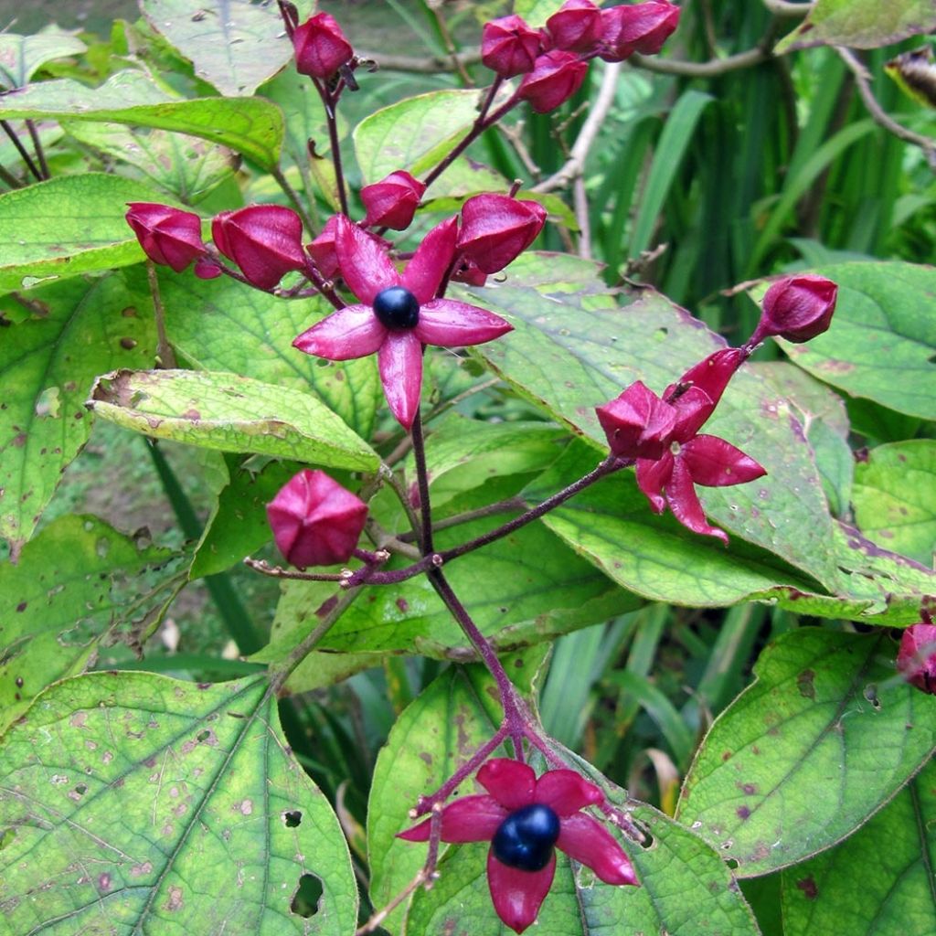 Clerodendrum Trichotomum Fargesii - Arbre du clergé Fargesii - Volume 3L / 40-60cm