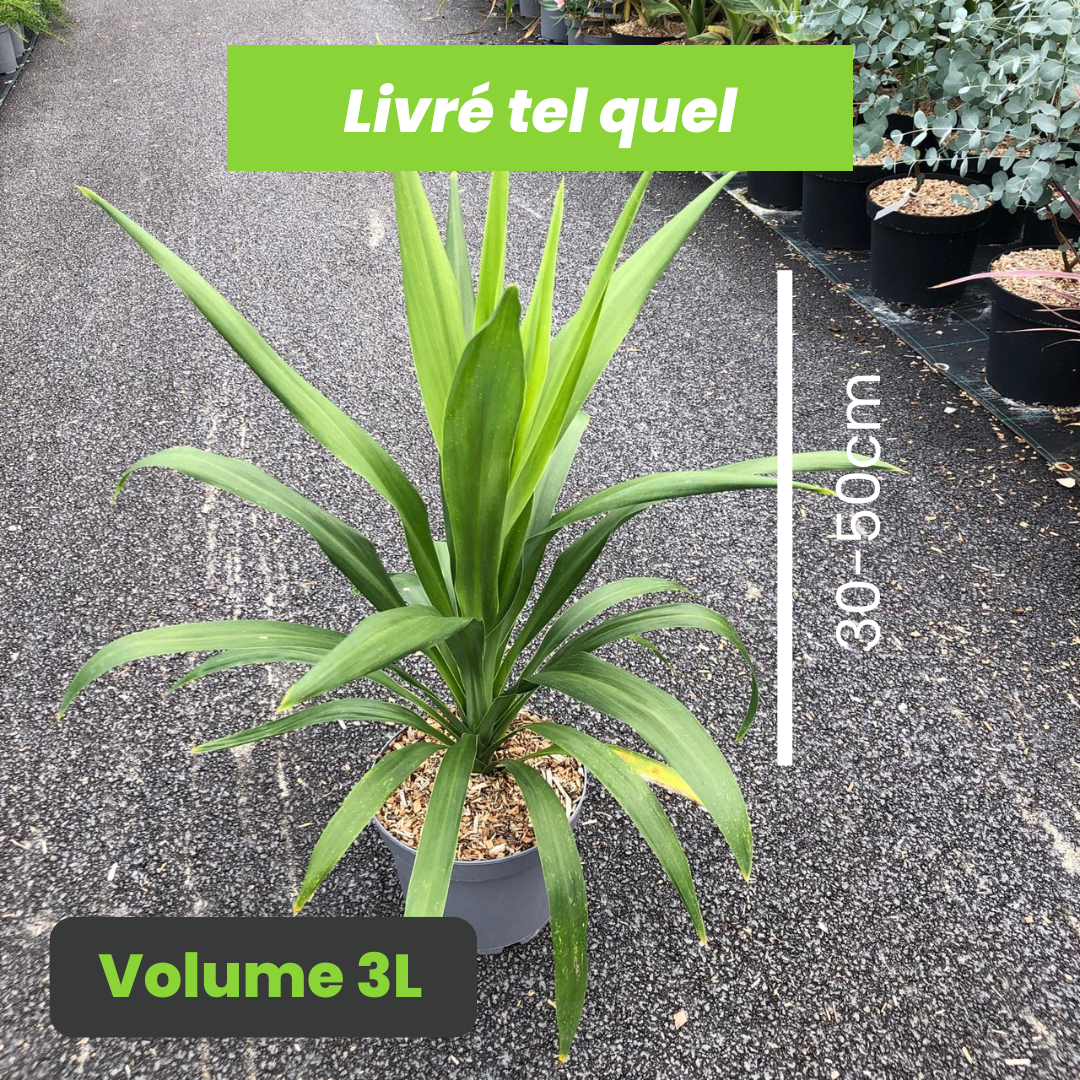 Cordyline Australis Emerald Star - Volume 3L / 30-50cm
