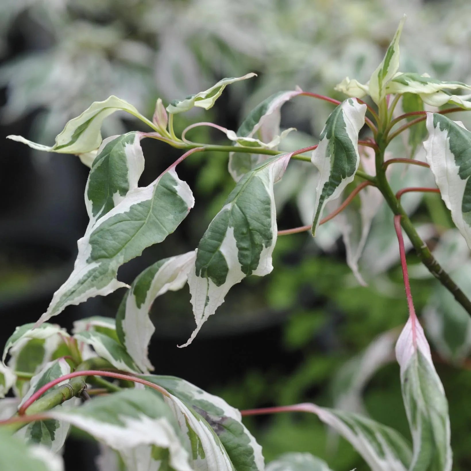 Cornus alternifolia Argentea - Volume 4L / 30-50cm