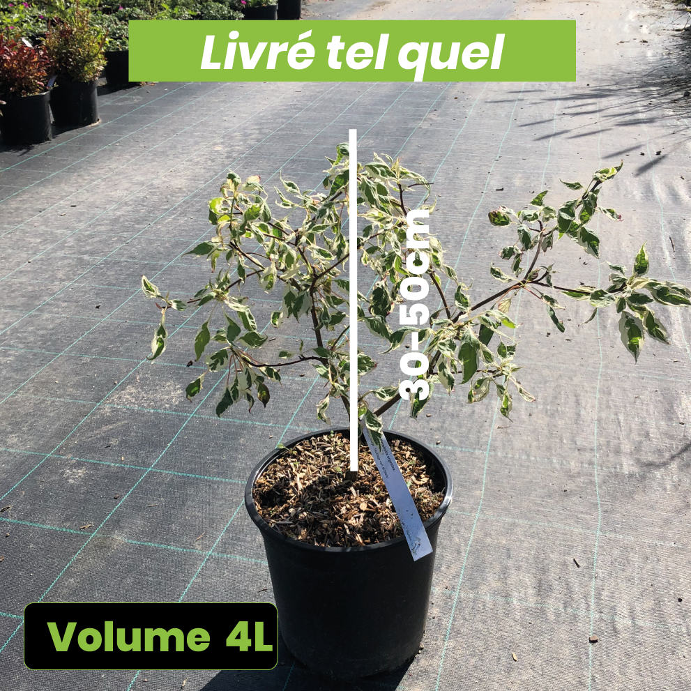 Cornus alternifolia Argentea - Volume 4L / 30-50cm