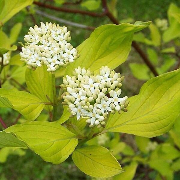 Cornus Alba Aurea - Cornouiller blanc - Volume 3L / 40-60cm