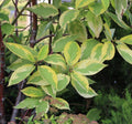 Cornus Alba Gauchaultii - Cornouiller blanc panaché - Volume 3L / 40-60cm