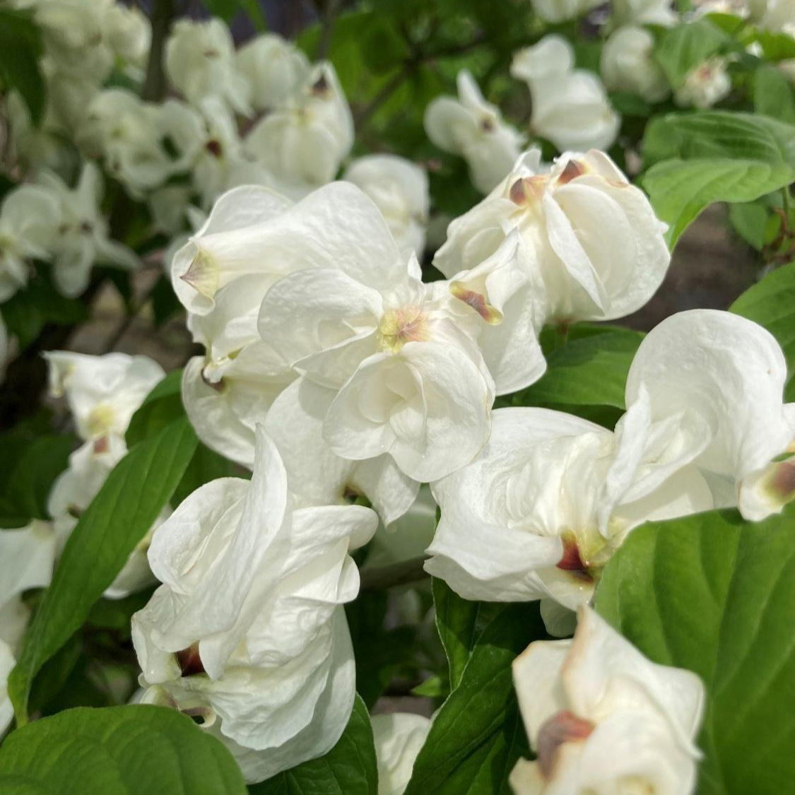 Cornus Florida Pluribracteata - Volume 4L / 30-50cm