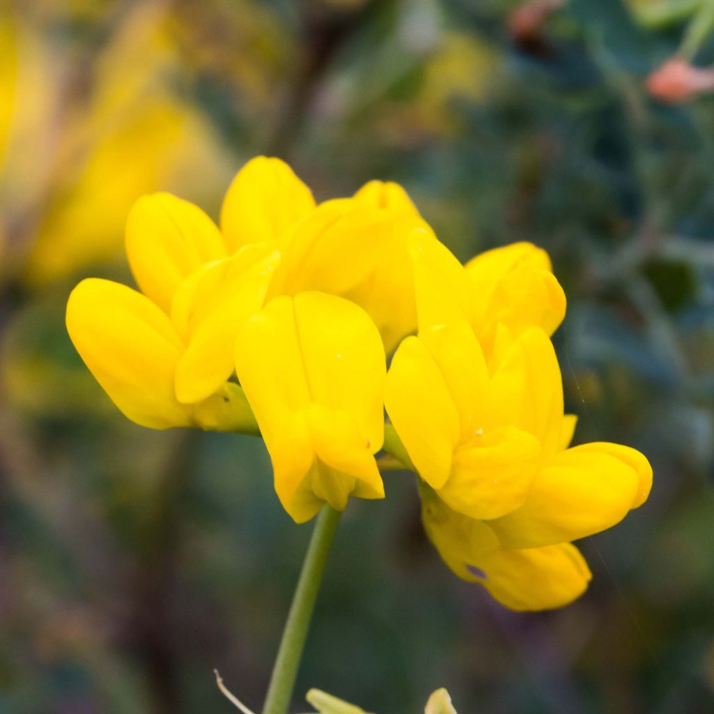 Coronilla Valentina Glauca - Coronille glauque - Volume 3L / 30-40cm