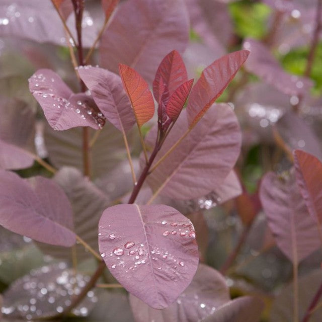 Cotinus Grace - Arbre à Perruque - Volume 3L / 30-40cm