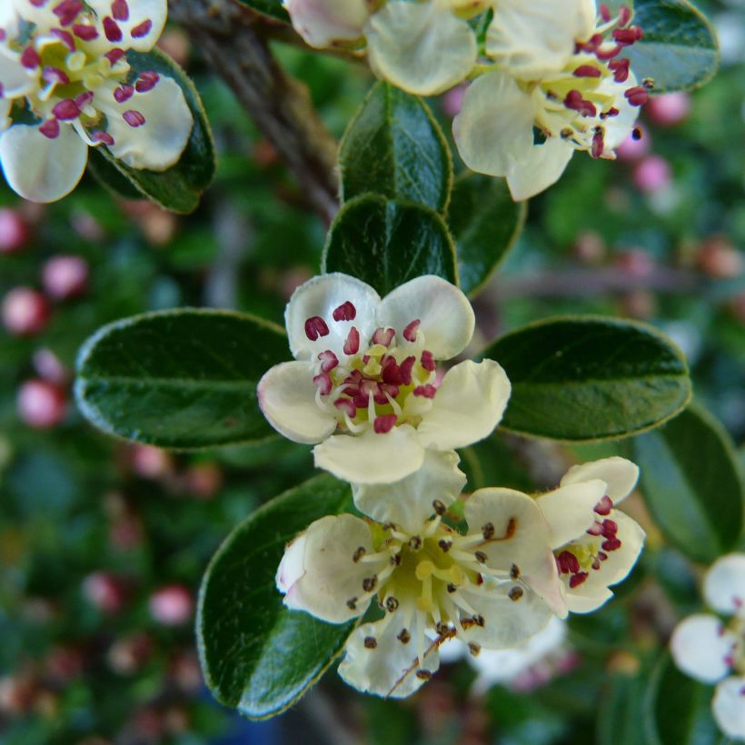 Cotoneaster Dammeri Major - Volume 3L / 30-40cm