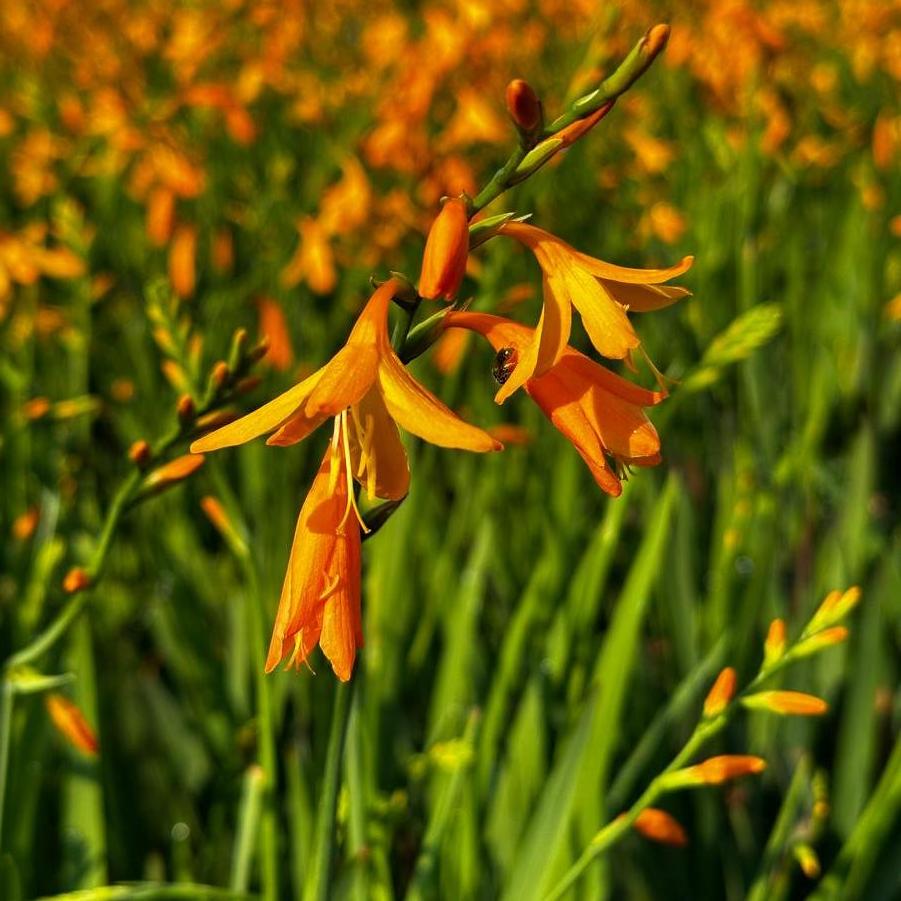 Crocosmia George Davidson - Montbrétia jaune George Davidson - Volume 3L / 30-40cm