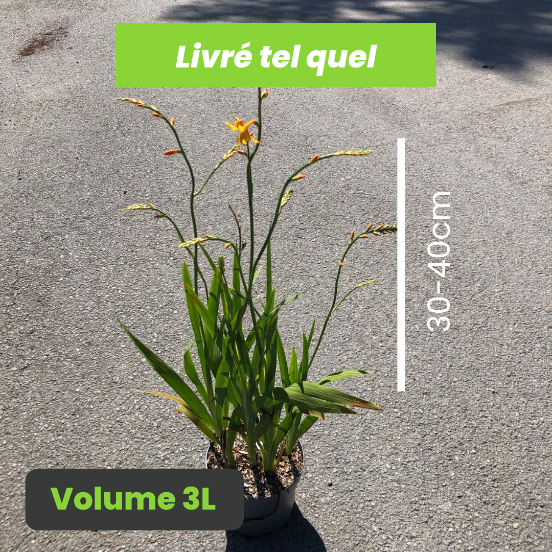 Crocosmia George Davidson - Montbrétia jaune George Davidson - Volume 3L / 30-40cm