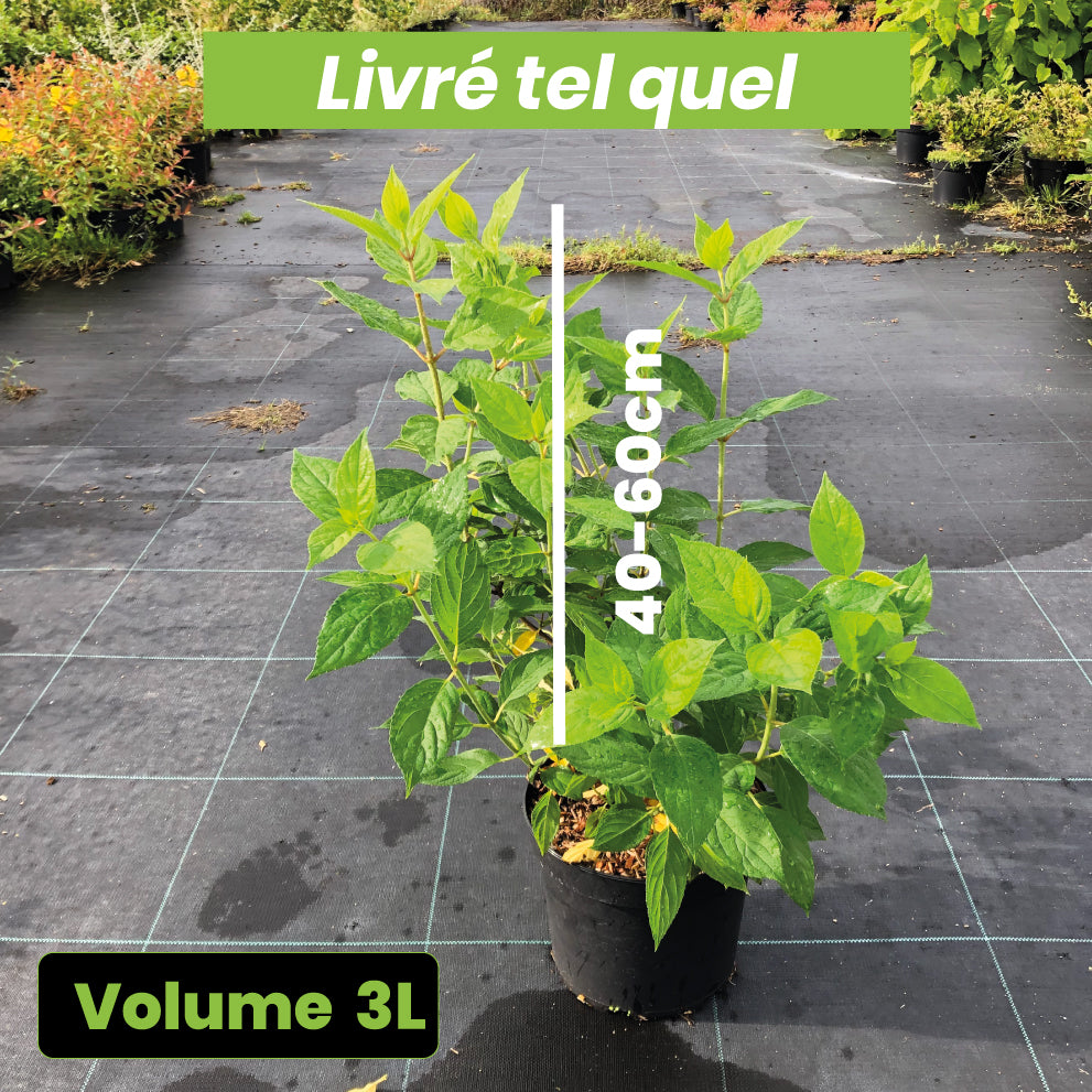 Hydrangea paniculata Dentelle de Gorron - Hortensia Paniculé - Volume 3L / 40-60cm