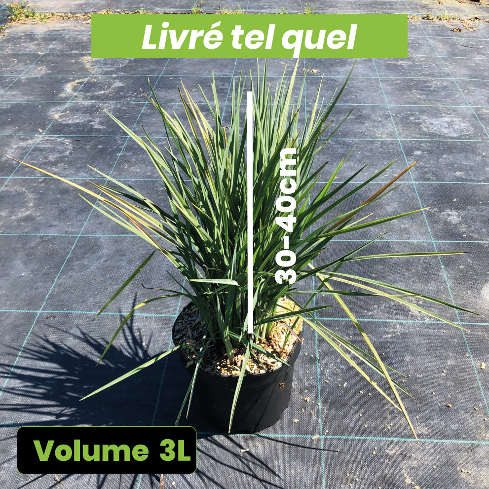Dianella Revoluta Coolvista - Volume 3L / 40-60cm