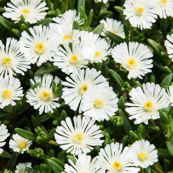 Delospernum Cooperi White Wonder - Pourpier vivace White Wonder - Volume 3L / 20-30cm