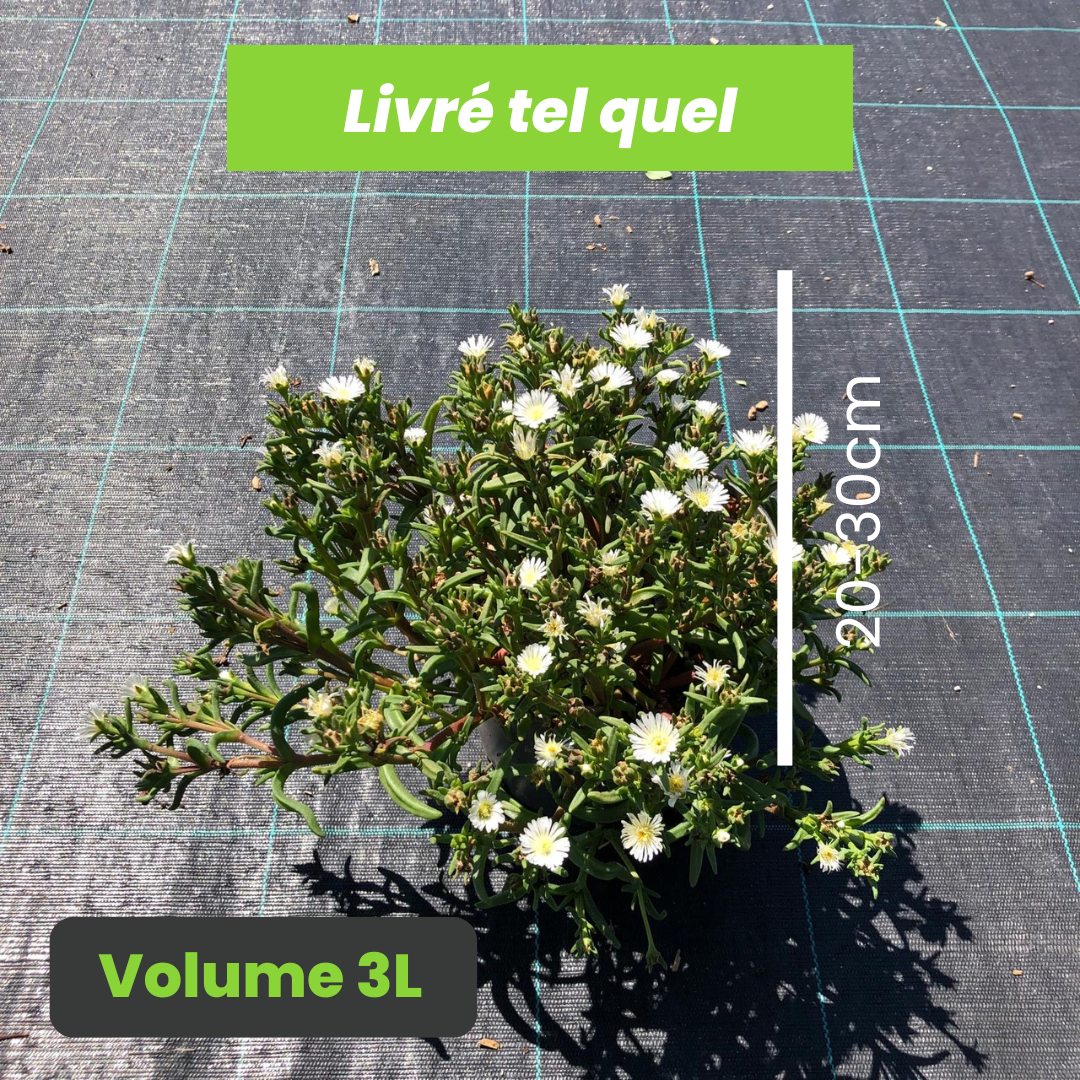 Delospernum Cooperi White Wonder - Pourpier vivace White Wonder - Volume 3L / 20-30cm