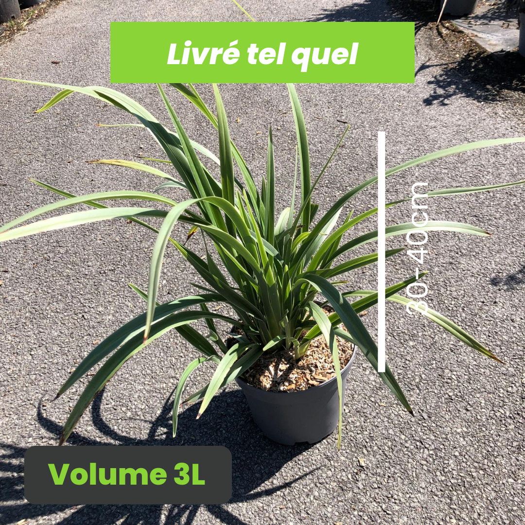Dianella Tasmanica Silver Fox - Lin de Nouvelle-Zélande panaché - Volume 3L / 30-40cm