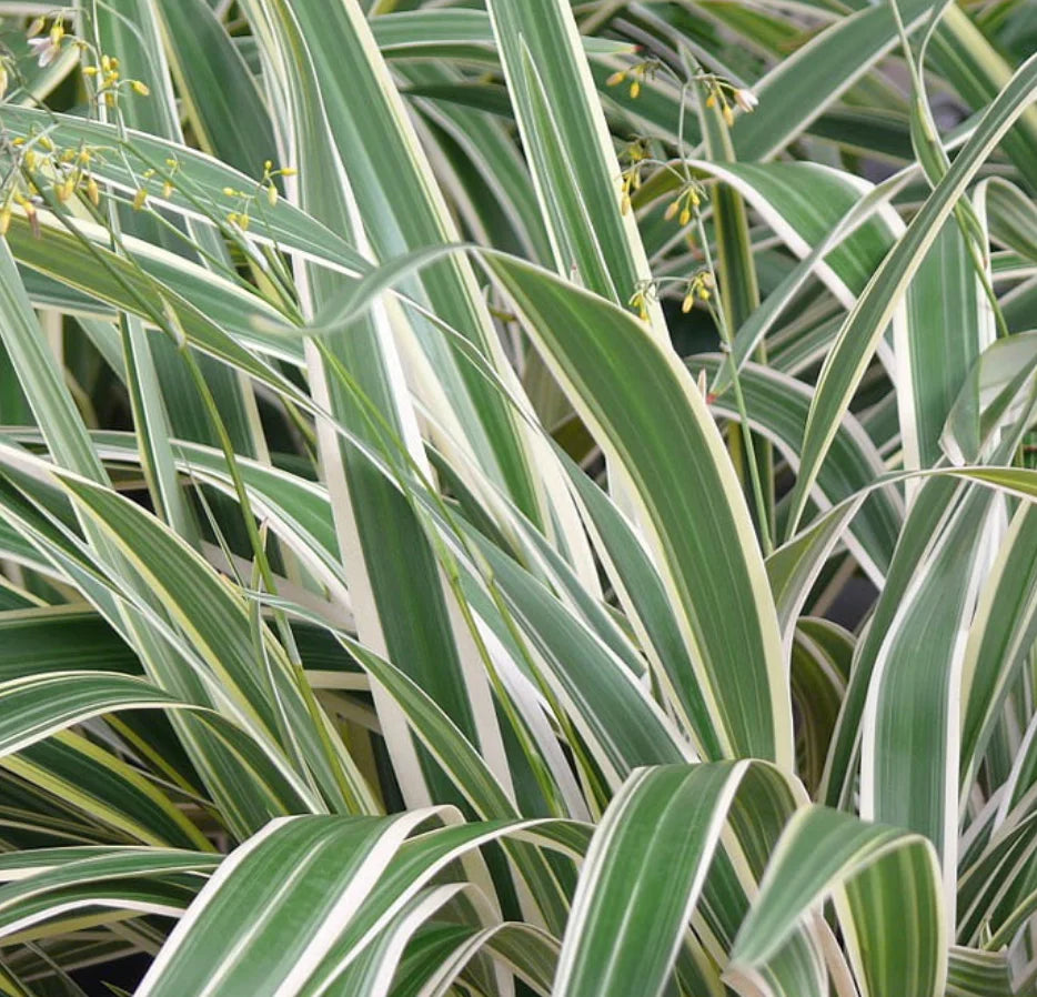 Dianella Tasmanica Silver Fox - Lin de Nouvelle-Zélande panaché - Volume 3L / 30-40cm