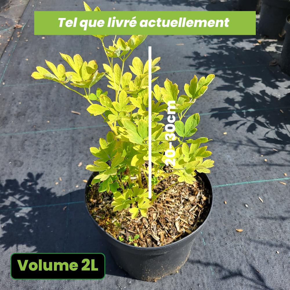 Dicentra Spectabilis Alba - Coeur de Marie blanc - Volume 3L / 20-30cm