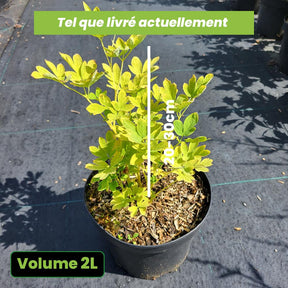 Dicentra Spectabilis Alba - Coeur de Marie blanc