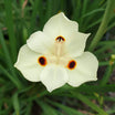 Dietes Bicolor - Iris espagnol - Volume 3L / 30-40cm