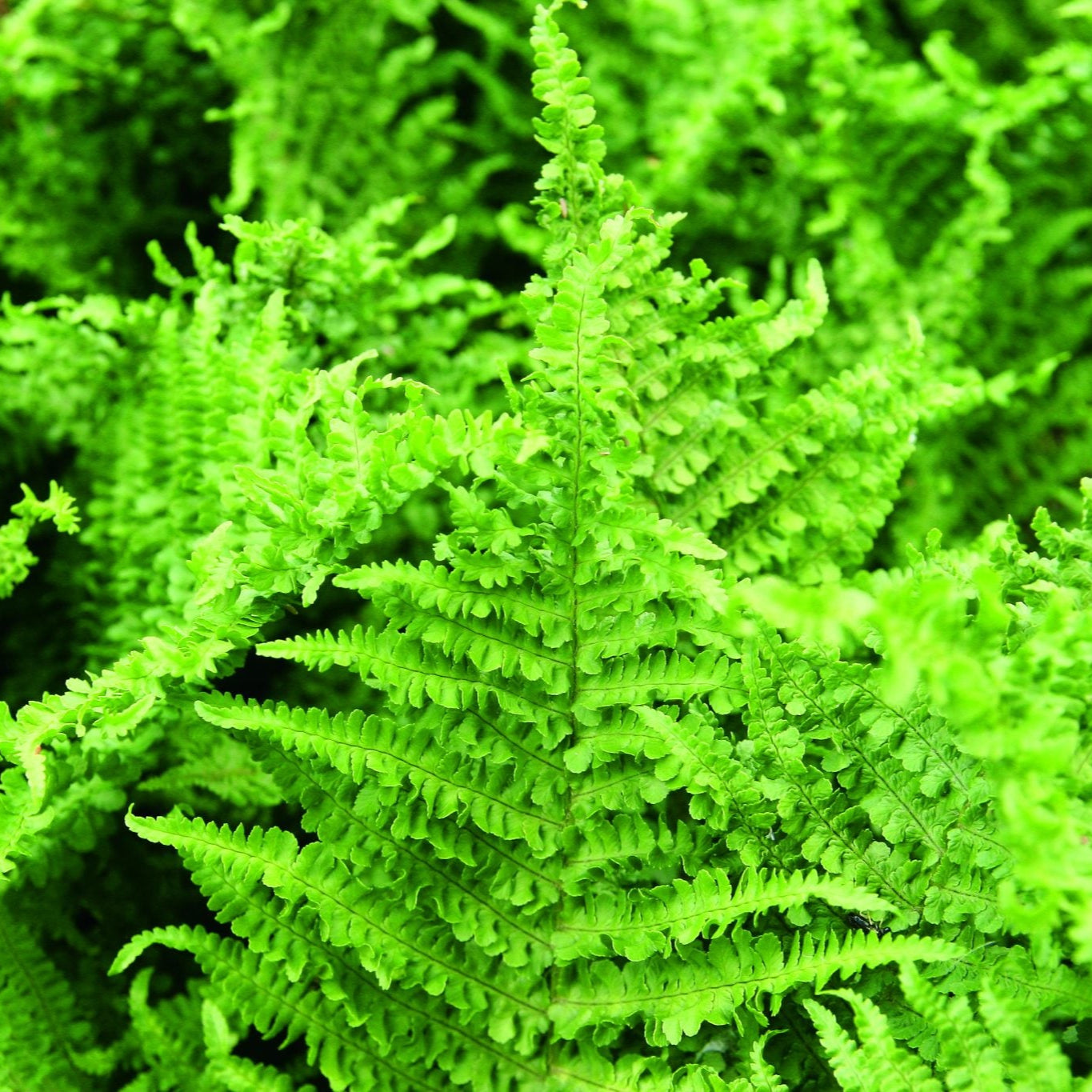 Dryopteris Filix-Mas Crispa - Fougère mâle - Volume 3L / 20-30cm