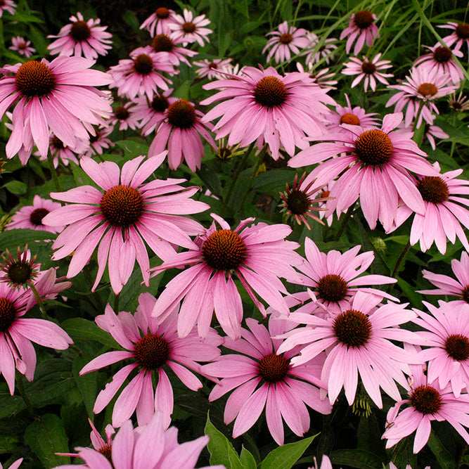 Echinacea Purpurea Magnus - Rudbeckia Pourpre - Volume 3L / 20-30cm