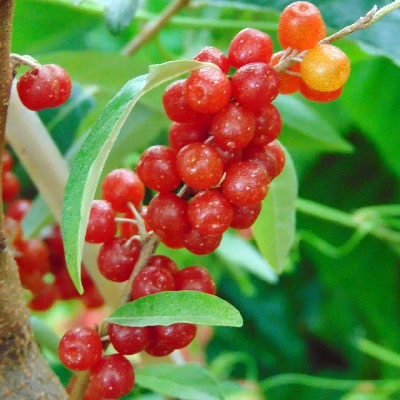 Elaeagnus Umbellata Amoroso - Goumi du Japon - Volume 3L / 40-60cm