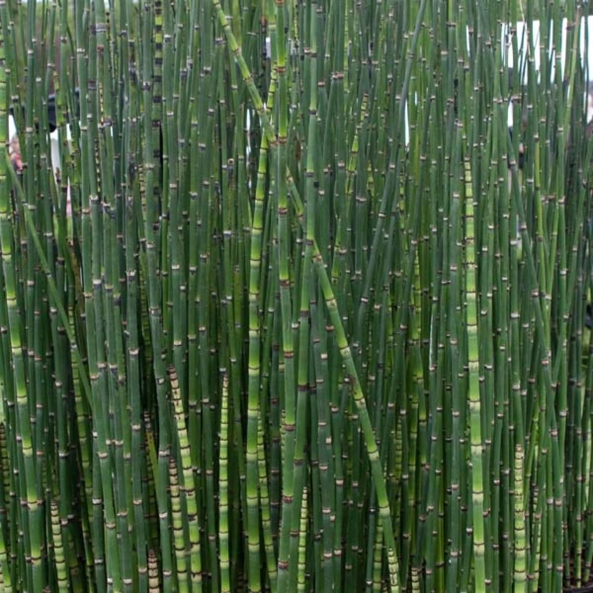 Equisetum Japonicum - Prêle d'Hiver