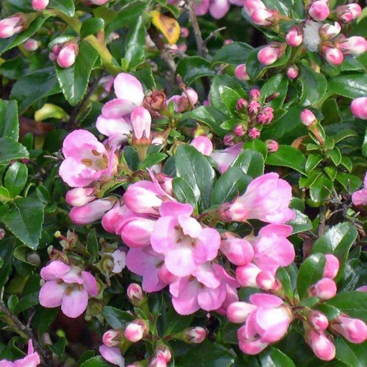 Escallonia Apple Blossom - Volume 3L / 30-50cm