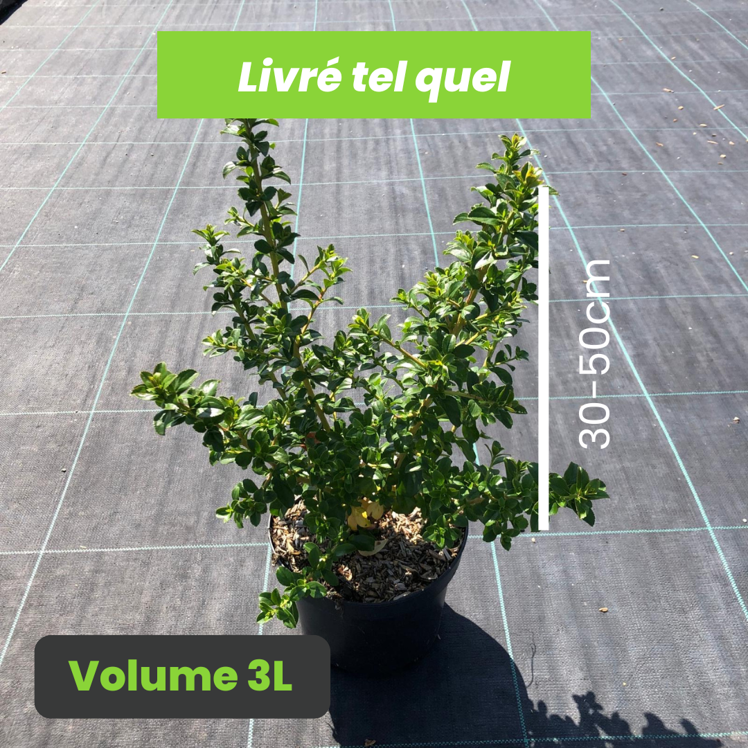 Escallonia Apple Blossom - Volume 3L / 30-50cm
