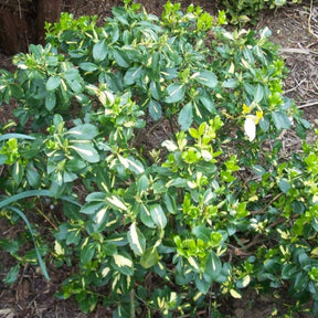 Euonymus Fortunei Blondy - Fusain persistant panaché