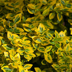 Euonymus Fortunei Emerald 'n gold - Fusain