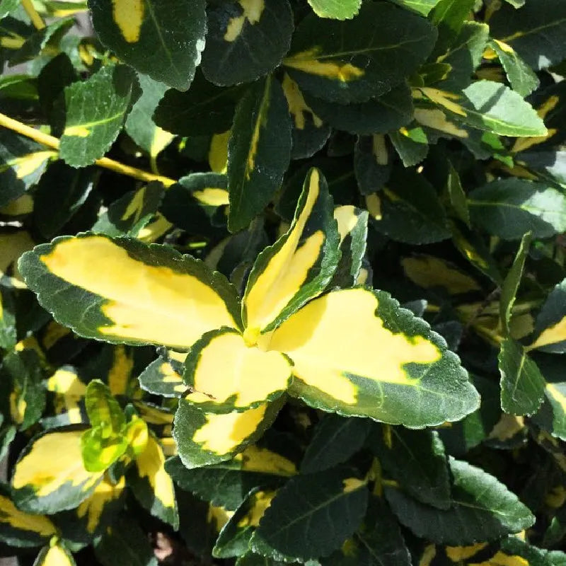 Euonymus Fortunei Blondy - Fusain persistant panaché - Volume 3L / 20-30cm